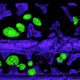 X-ray image showing spherules embedded in a paddlefish gill.